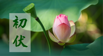 【三伏天】初伏將至，“蒸煮”模式開啟！想要健康，這四類食物別錯過！！